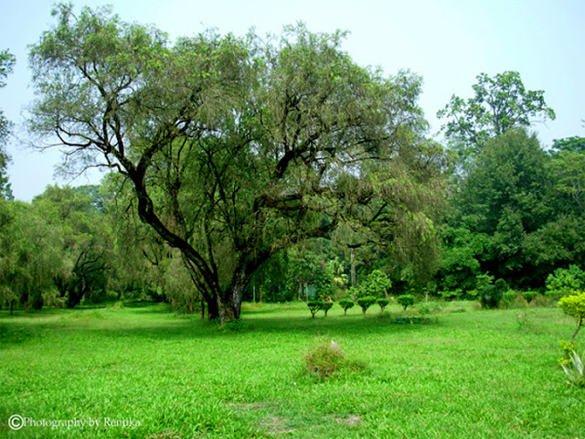 Dehradun – Is Green Turning Into Gray?