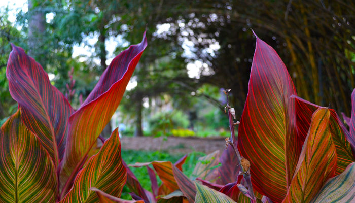 Cubbon Park Turns You Green With Envy – A Photo Essay