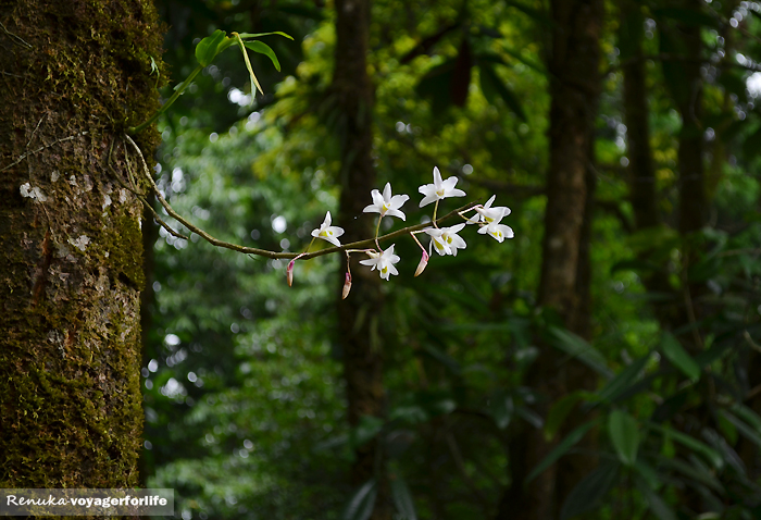 Kurseong – The Heart Of Darjeeling