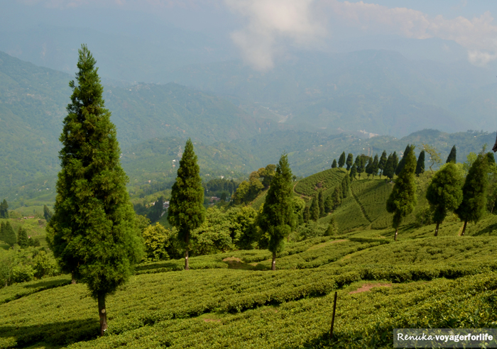 Lamahatta – A Secret Spot For Kangchenjunga