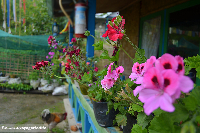 Dainty Village Houses & Backyards – A Photo Essay