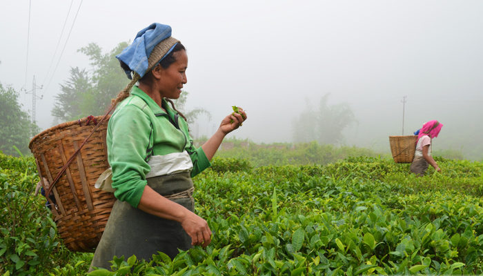 The Tea Gardens Of Darjeeling – A Photo Essay
