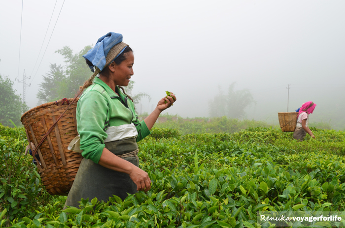 The Tea Gardens Of Darjeeling – A Photo Essay