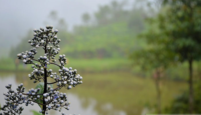 The ‘Secret’ Lake