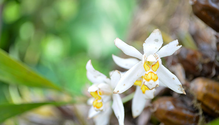 The ‘Orchids’ Village