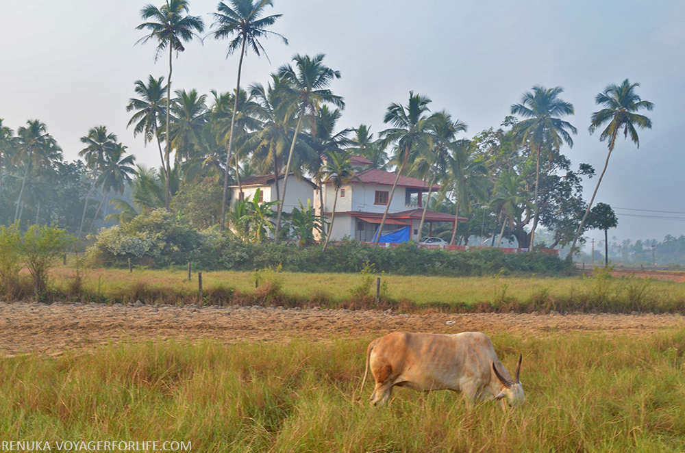 Offbeat travel experiences of Goa