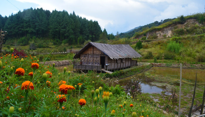 Where To Stay In Ziro Valley?