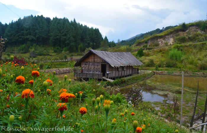 Where To Stay In Ziro Valley?