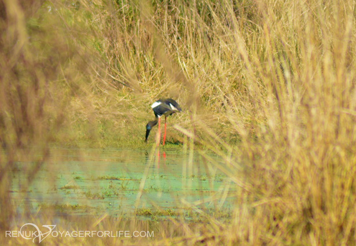 Bird festivals in India