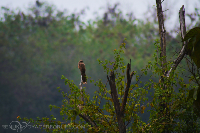 Birds in Suhelwa wildlife sanctuary