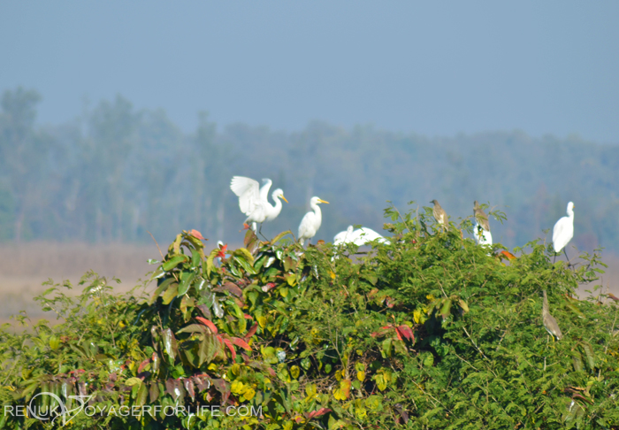 Birds in forests of India