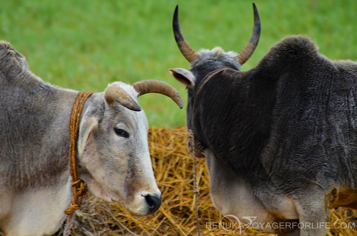 Cows of India