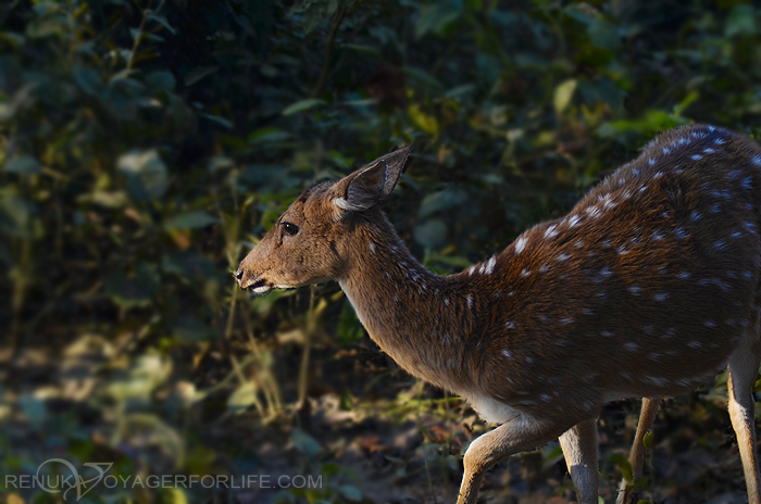 Deers at Dudhwa National park