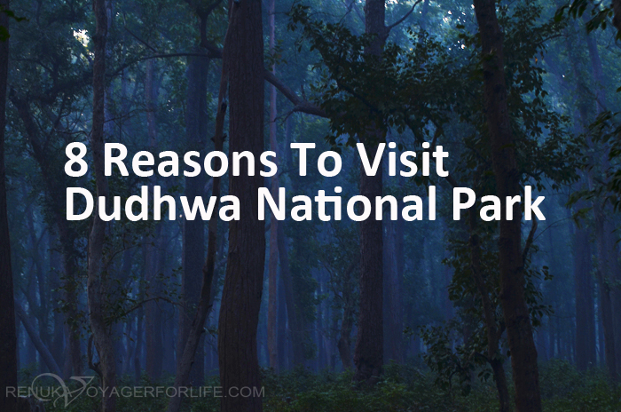 Dense forests of India Dudhwa National Park