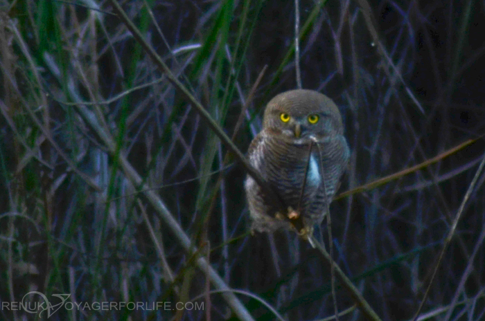 Owls at Dudhwa National park