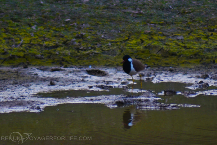 Endangered species of birds in India