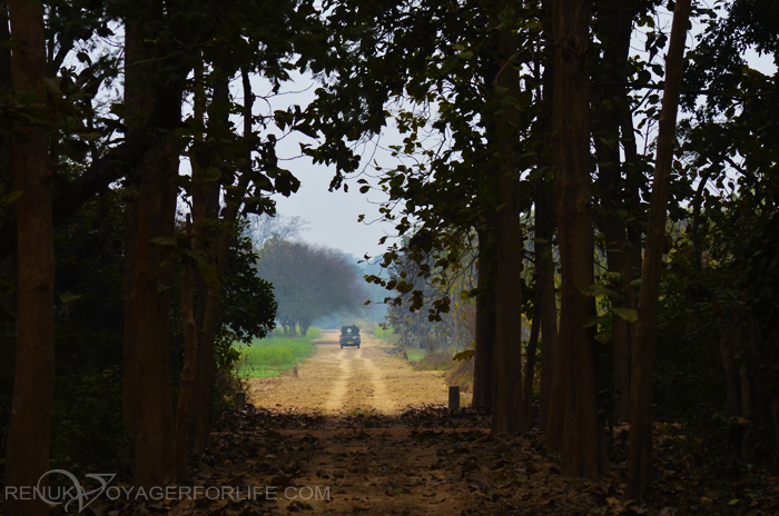 Lesser-known Forests of Uttar Pradesh