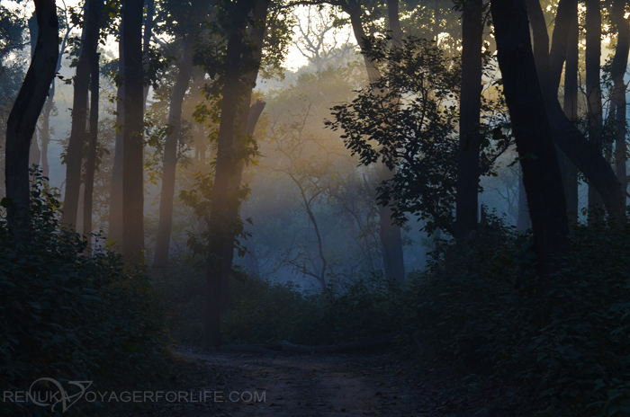 Forests of India