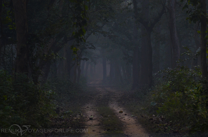 Forests of Uttar Pradesh