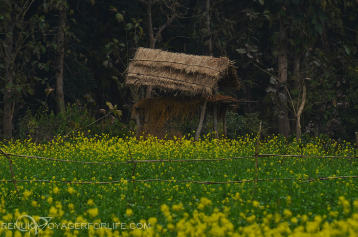 Mustard fields of Suhelwa villages