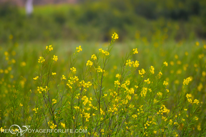 Mustard fields in Uttar Pradesh