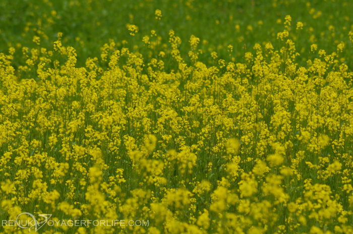 Mustard flowers in India