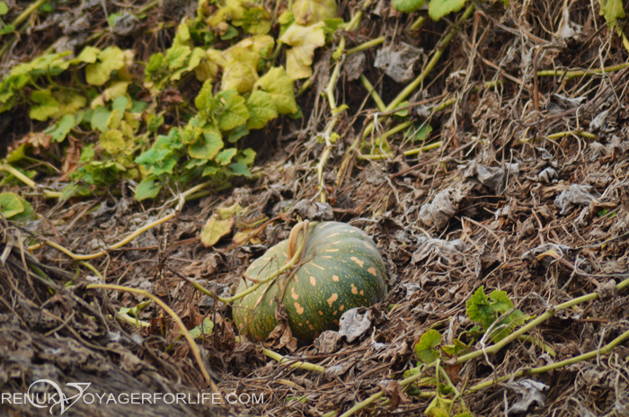 Pumpkins in India