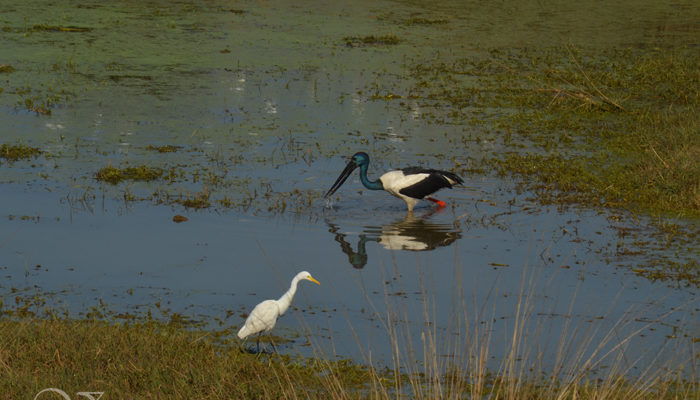 8 Reasons To Visit Dudhwa National Park