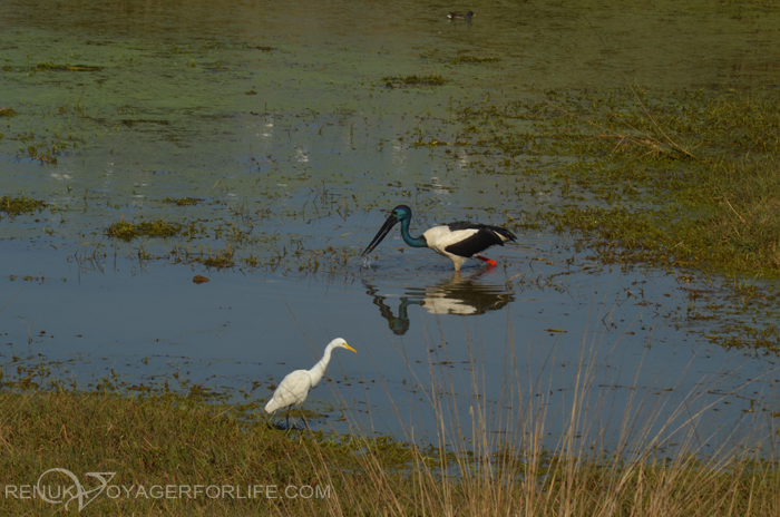 8 Reasons To Visit Dudhwa National Park