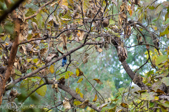 Birds in Suhelwa Wildlife Santuary