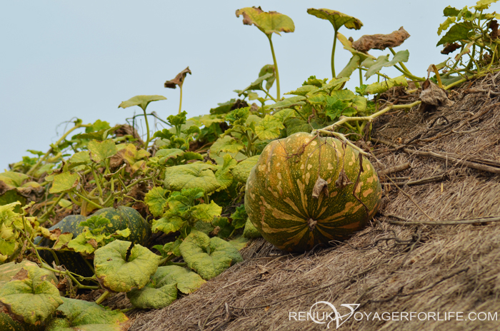 Pumpkins on hut rooftops