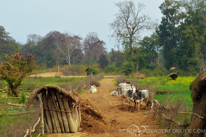 Gholia village in Uttar Pradesh