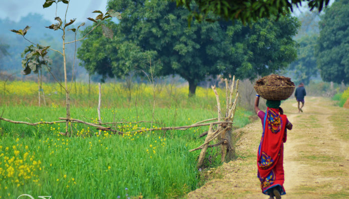 Pumpkins, Mustard Fields, Cows, Calves And Faces Of Suhelwa – A Photo Essay