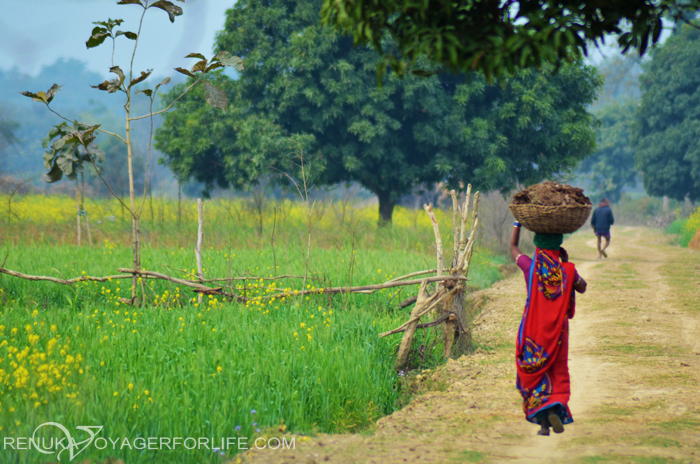 Pumpkins, Mustard Fields, Cows, Calves And Faces Of Suhelwa – A Photo Essay