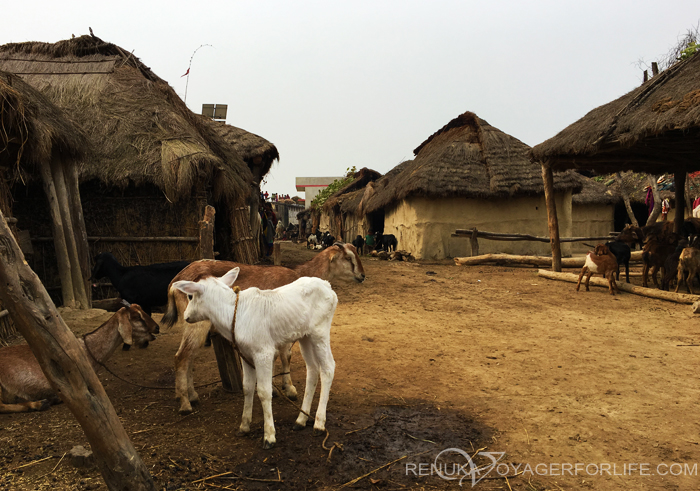White calf village in India