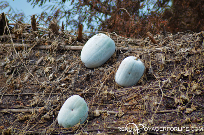 White pumpkins in India