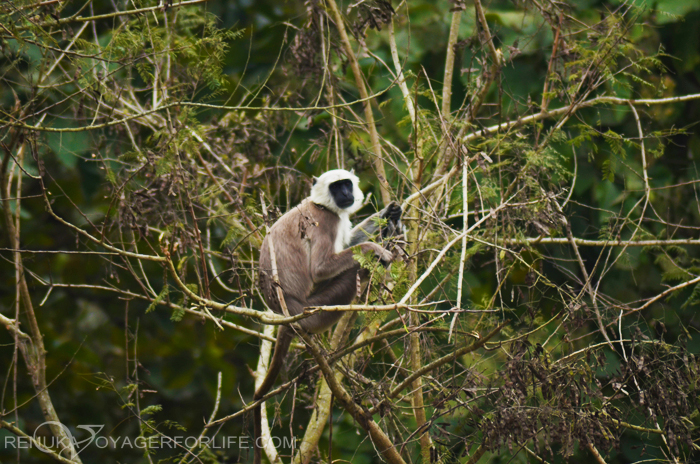 Fauna in Suhelwa