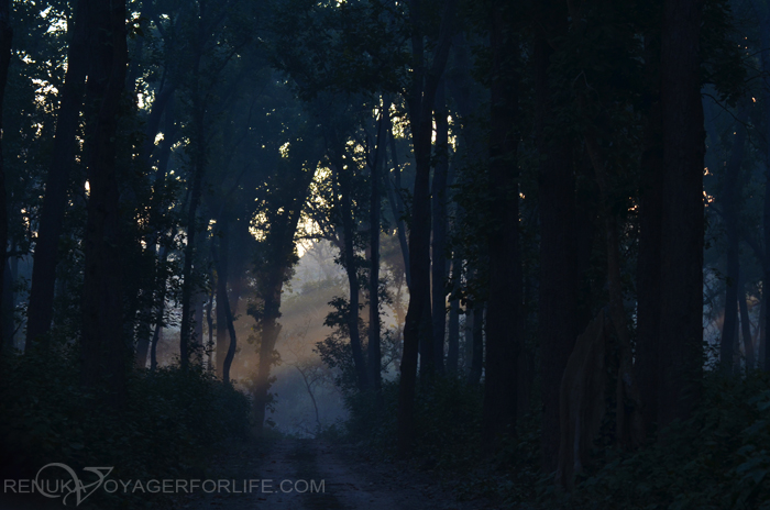 Jungles of Uttar Pradesh