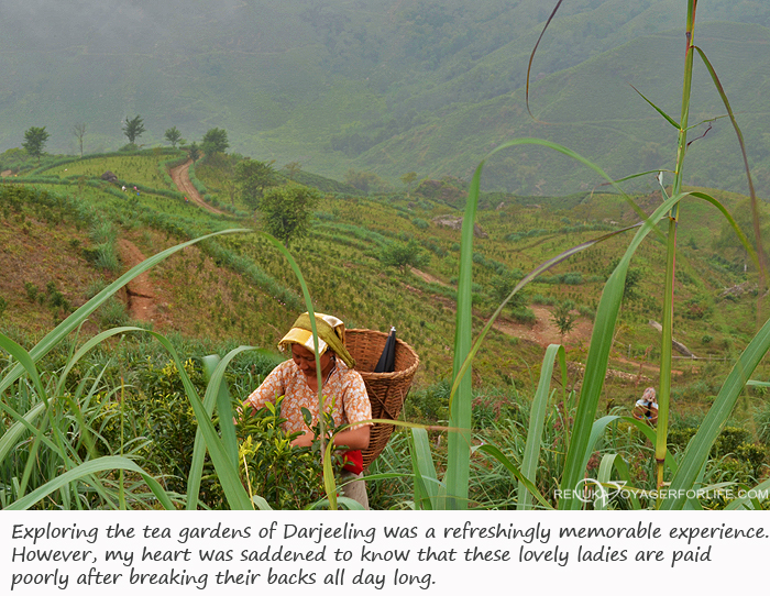 Photos of Darjeeling tea gardens