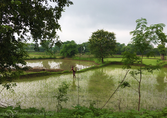 IMG-Rice plantations in Chhattisgarh