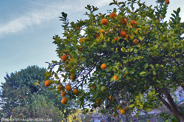 IMG-Oranges of Kumaon