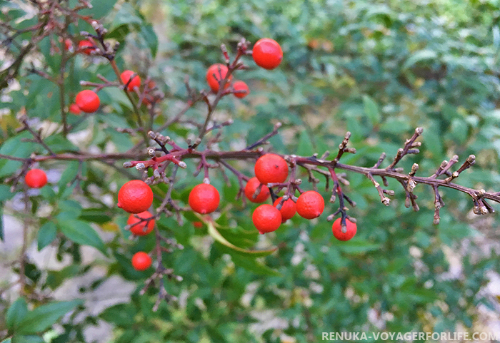 IMG-Wild berries of Kumaon