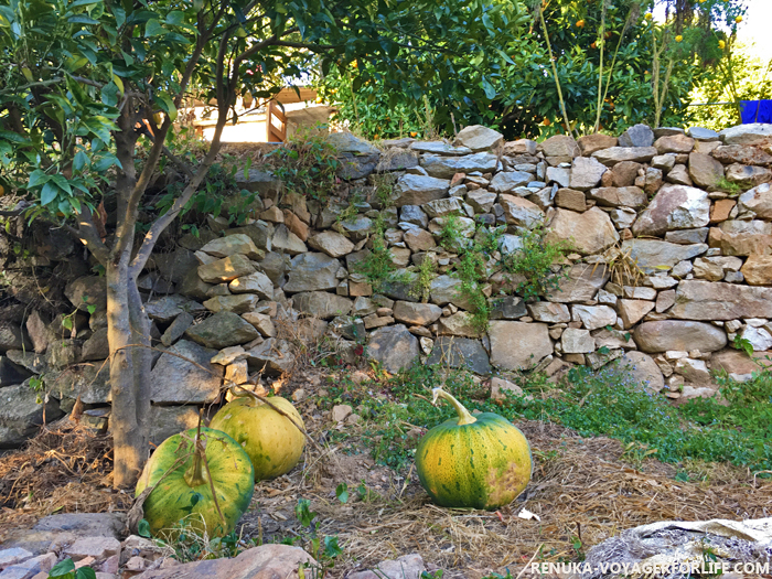 IMG-Pumpkins of Kumaon