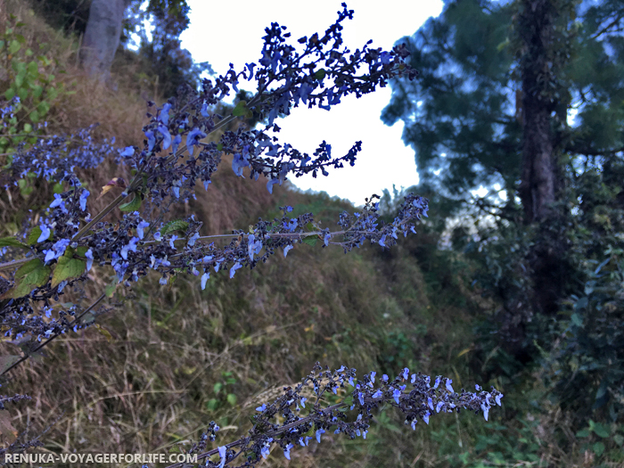 IMG-Wild beauty of Binsar