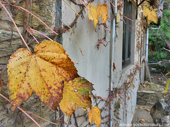 IMG-Bob's Place Kumaon