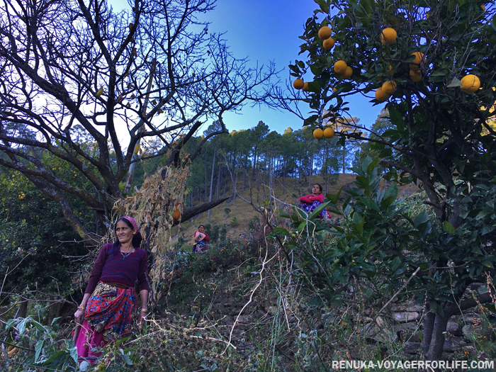 IMG-Gaunap Village in Binsar Almora District