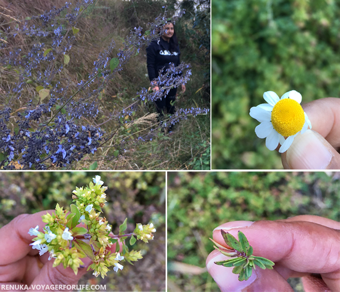 IMG-Herbs in Binsar Uttarakhand