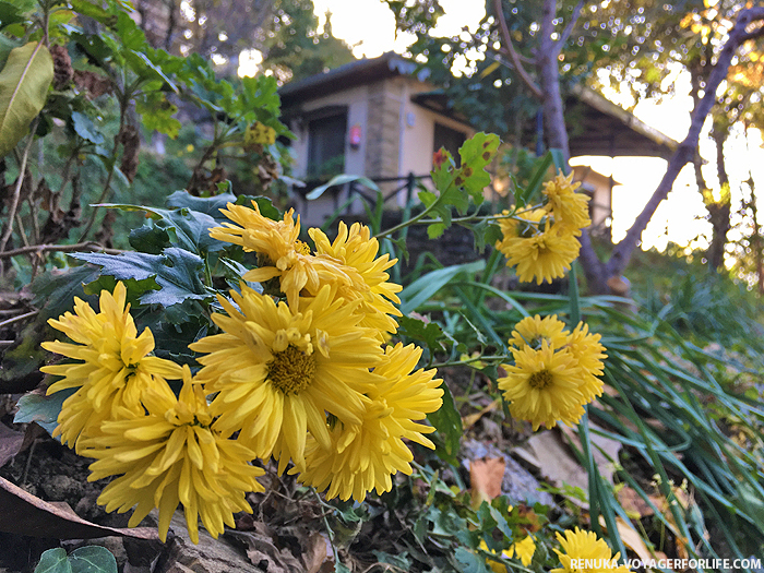 IMG-Nature retreats in Kumaon