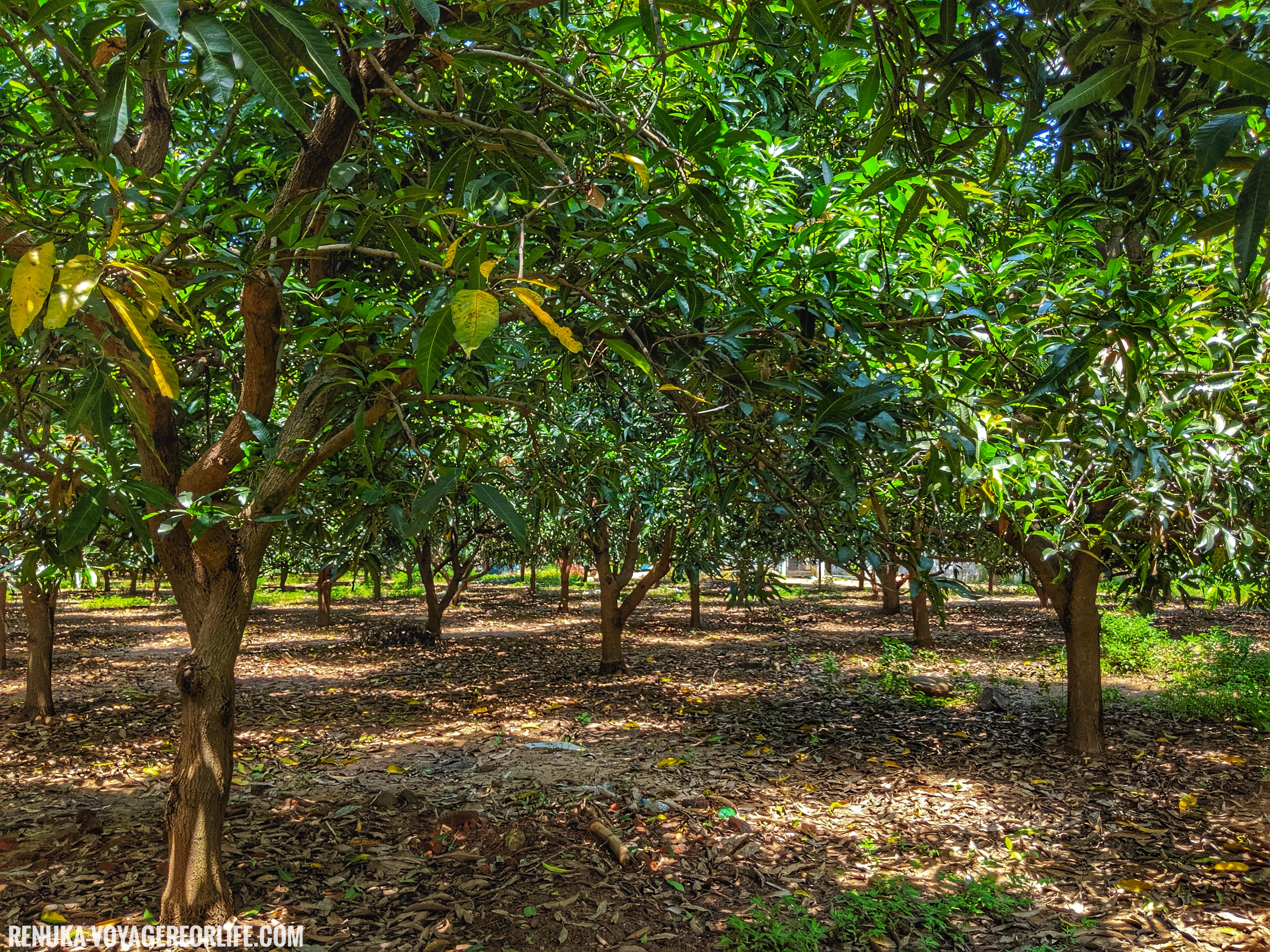 IMG-Resorts with mango orchards