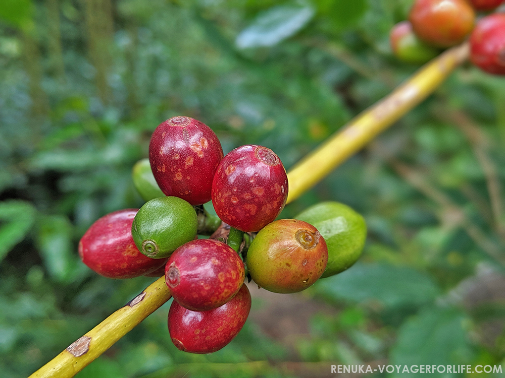 IMG-Coffee plantations in Ananthagiri